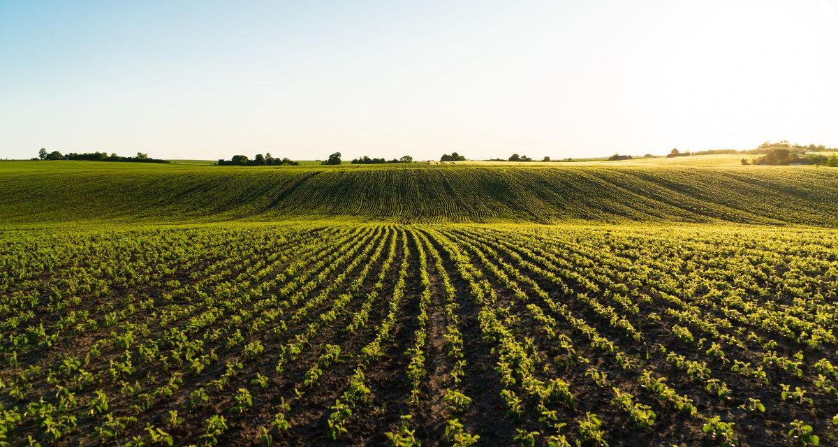 AMAP : Qu&rsquo;est-ce qu&rsquo;une association pour le maintien d&rsquo;une agriculture paysanne ?