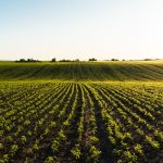 AMAP : Qu&rsquo;est-ce qu&rsquo;une association pour le maintien d&rsquo;une agriculture paysanne ?