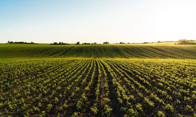 AMAP : Qu&rsquo;est-ce qu&rsquo;une association pour le maintien d&rsquo;une agriculture paysanne ?