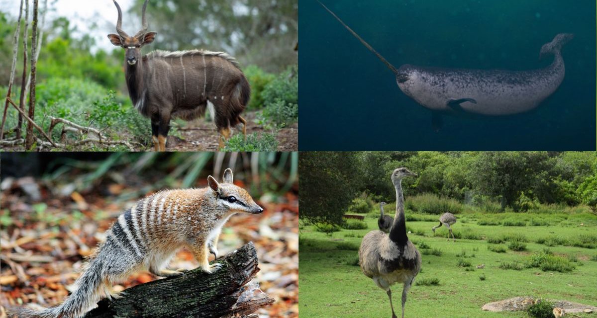 La liste des animaux en N