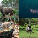 Animaux en N : narval, nandou, numbat, nyala