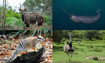 La liste des animaux en N