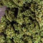 Qu&rsquo;est-ce que le CBD ? Définition