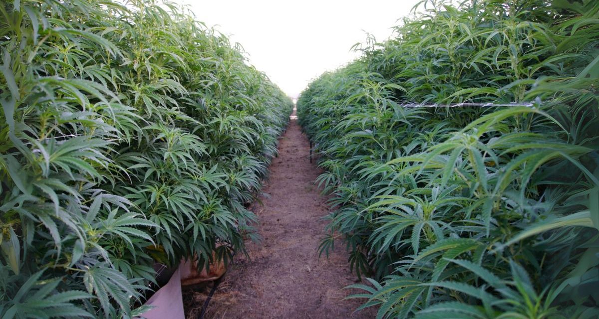 La différence entre CBD et cannabis