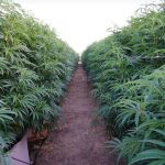 CBD vs Cannabis
