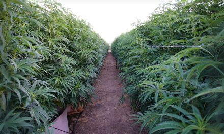 La différence entre CBD et cannabis