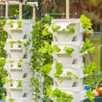Hydroponie : définition, avantages et guide de la culture hydroponique